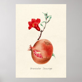 Illustration av vintage granatäpple poster
