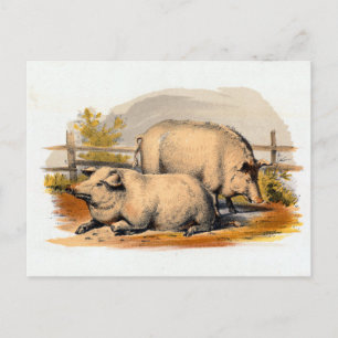 Illustration av vintage Grisar Vykort