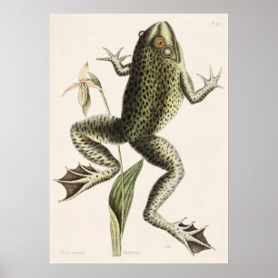 Illustration av Vintage groda Poster