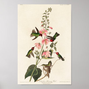 illustration av Vintage hummingbird Poster