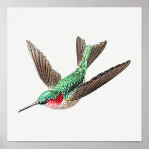 illustration av Vintage hummingbird Poster