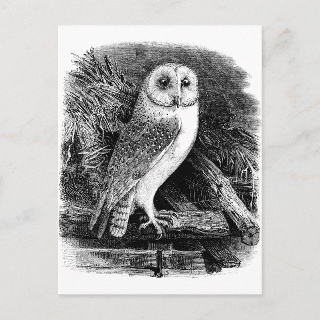 illustration av vintage ladan uggla vykort (Framsida)