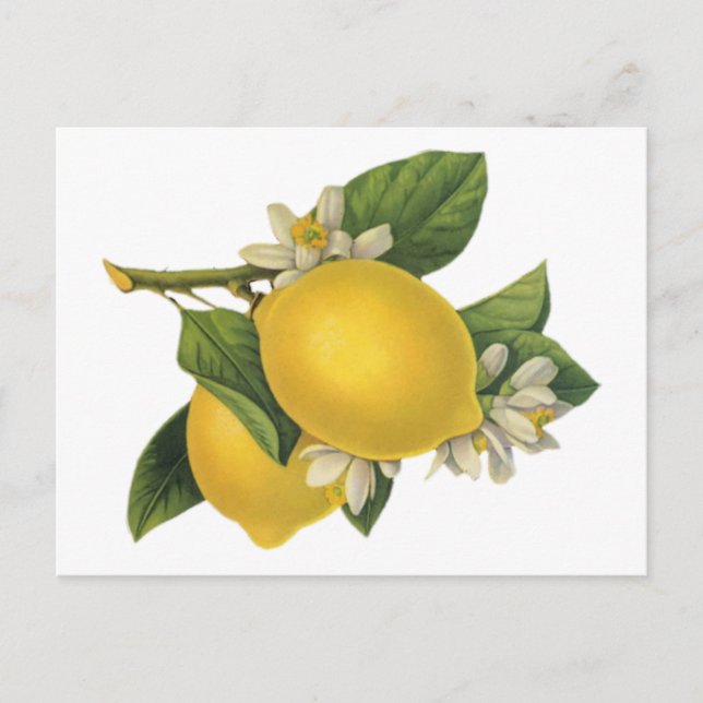 Illustration av vintage Lemons Vykort (Framsida)