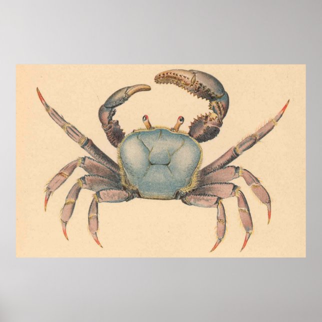 Illustration av vintage Mangrove Crab (1902) Poster (Framsidan)
