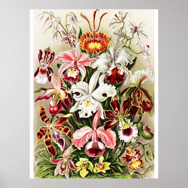Illustration av vintage Orchids Poster (Framsidan)