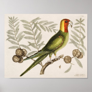 Illustration av vintage Parrot Poster