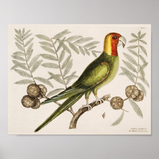 Illustration av vintage Parrot Poster (Framsidan)