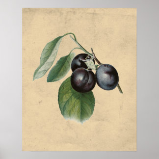 Illustration av vintage Plums Poster