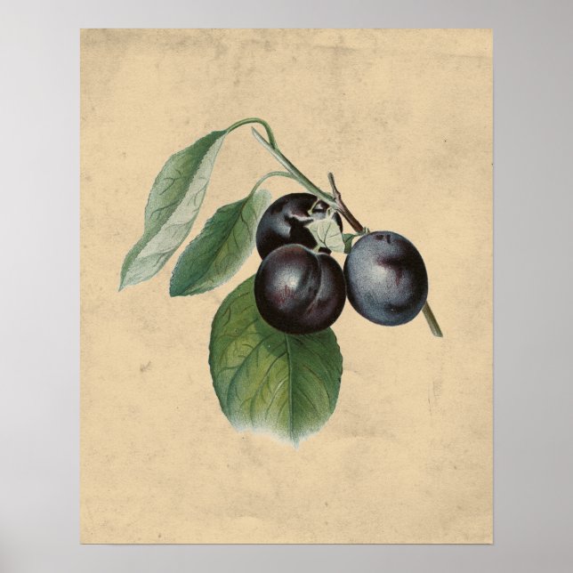 Illustration av vintage Plums Poster (Framsidan)