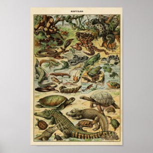 Illustration av vintage reptiles poster
