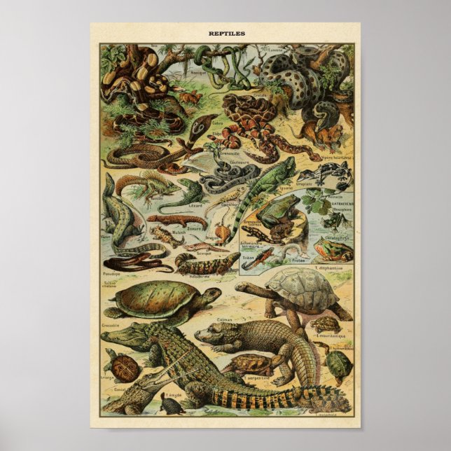 Illustration av vintage reptiles poster (Framsidan)