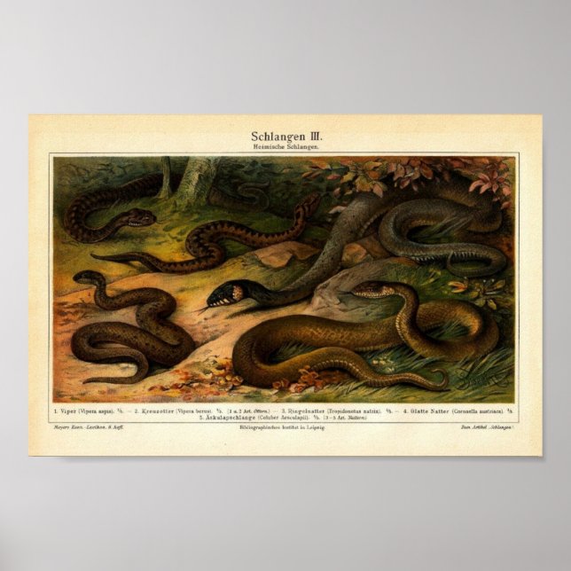 Illustration av vintage reptiles poster (Framsidan)