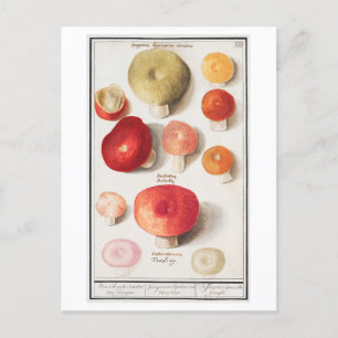Illustration av vintage svamp vykort