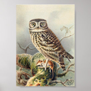 Illustration av Vintage Uggla Poster