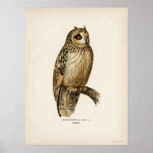 Illustration av Vintage Uggla Poster