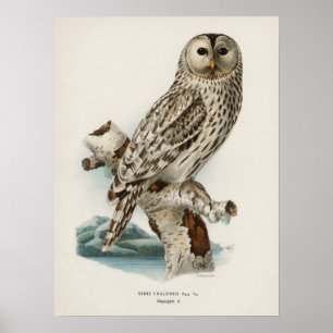 Illustration av Vintage Uggla Poster