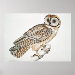 Illustration av Vintage Uggla Poster