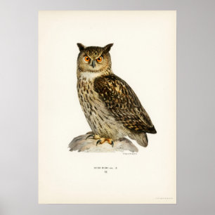 Illustration av Vintage Uggla Poster