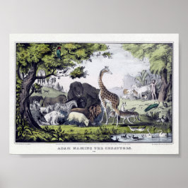 Illustration av vintage Vilda djur Poster