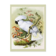 Illustration av Vintagen av svavelbevuxen bock