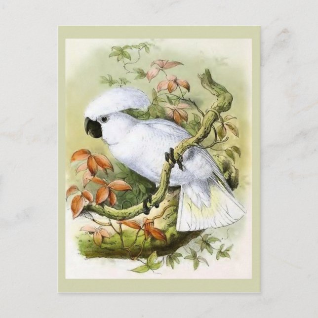 Illustration av Vintagen av svavelbevuxen bock Vykort (Framsida)