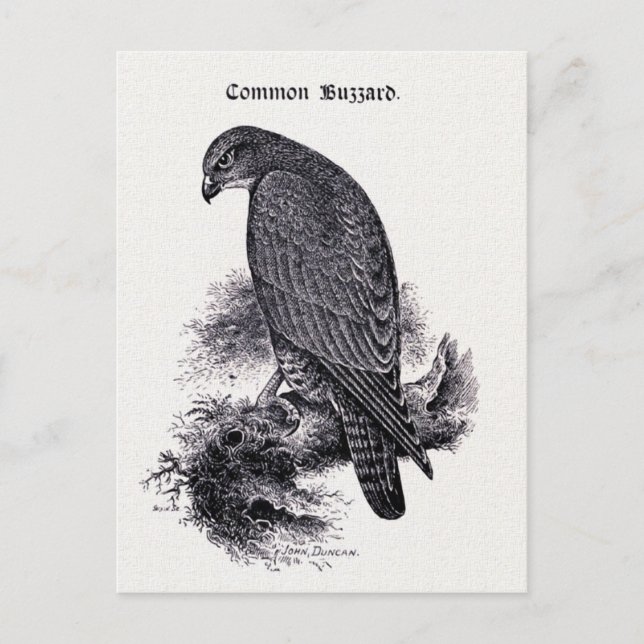 Illustration av Vintagen "Common Buzzard" Vykort (Framsida)