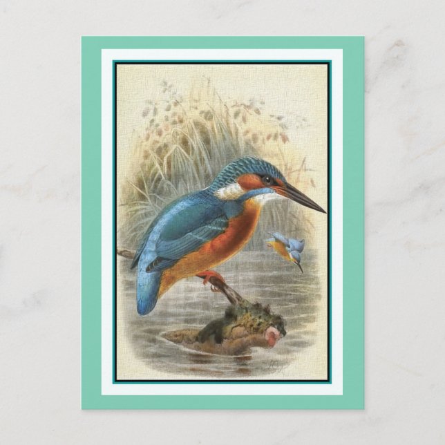Illustration av Vintagen Common Kingfisher Vykort (Framsida)