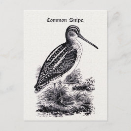 Illustration av Vintagen "Common Snipe" Vykort