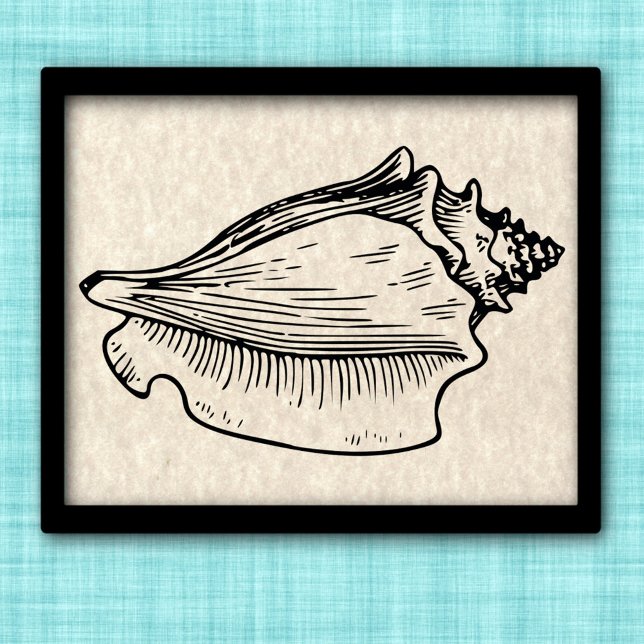 Illustration av Vintagen Conch Snäcka Poster (Skapare uppladdad)