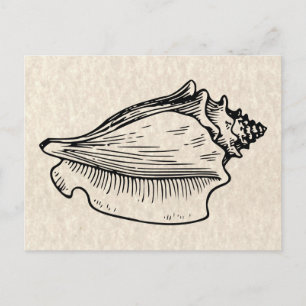 Illustration av Vintagen Conch Snäcka Vykort