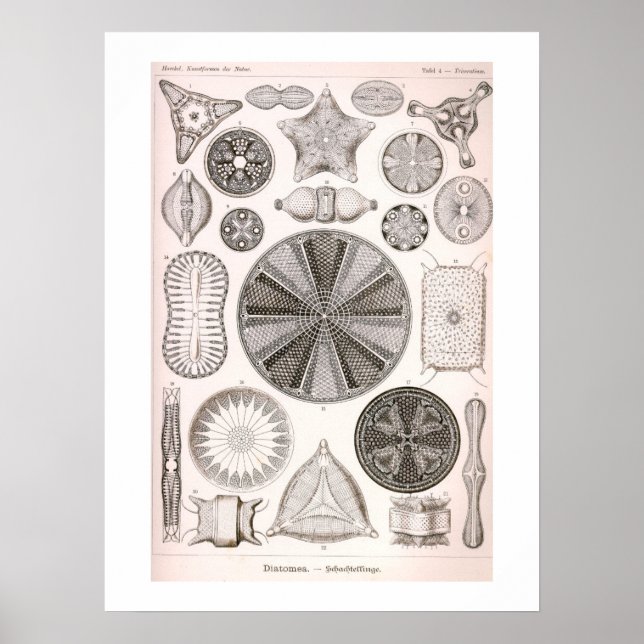 Illustration av Vintagen Diatoms Poster (Framsidan)