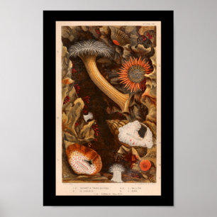 Illustration av Vintagen Sea Anemone Färg Poster