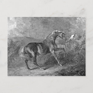 Illustration av Vintagen Stallion Horse Vykort