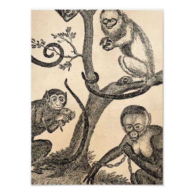 Illustration av vintagens apa - 1800 års apor fototryck (Framsidan)