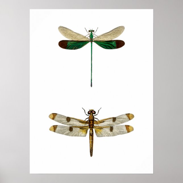 Illustration av vintagens dragonfly poster (Framsidan)