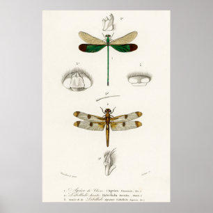 Illustration av vintagens dragonfly poster