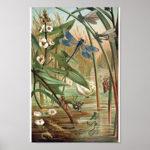 Illustration av vintagens dragonfly poster