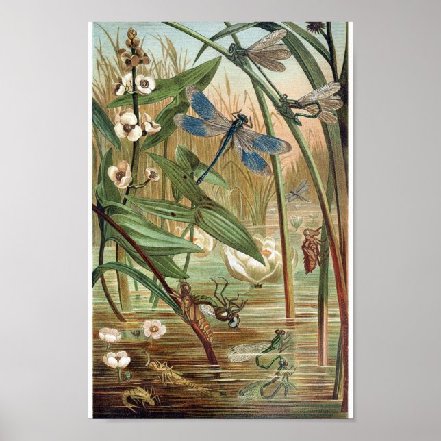 Illustration av vintagens dragonfly poster (Framsidan)