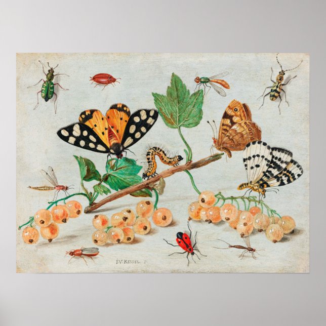 Illustration av vintagens Insekt Poster (Framsidan)