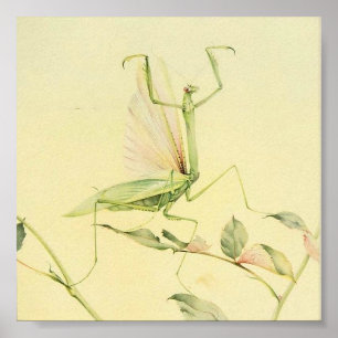 Illustration av vintagens Insekt Poster