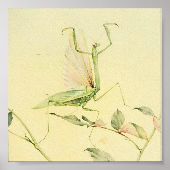 Illustration av vintagens Insekt Poster (Framsidan)