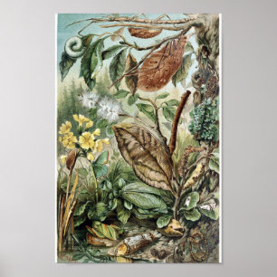 Illustration av vintagens Insekt Poster