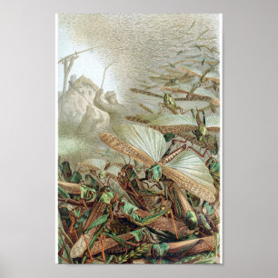 Illustration av vintagens Insekt Poster