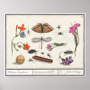 Illustration av vintagens Insekt Poster