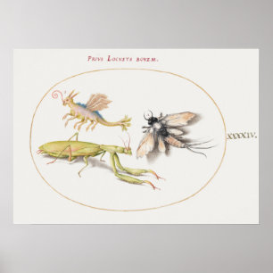Illustration av vintagens Insekt Poster