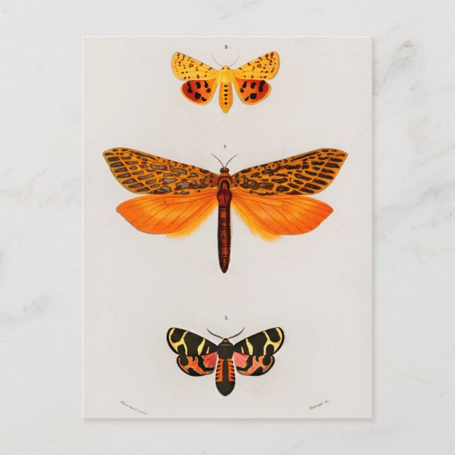 Illustration av vintagens Insekt Vykort (Framsida)