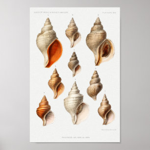 Illustration av Vintagens sektioner Poster