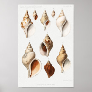 Illustration av Vintagens sektioner Poster