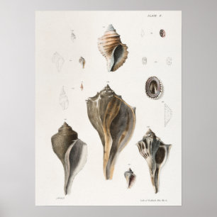 Illustration av Vintagens sektioner Poster