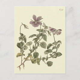 Illustration av viol med horn vykort